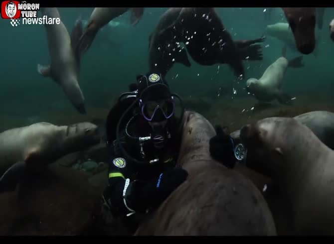 Video :Canada - Adorable interaction between sea lions and a diver